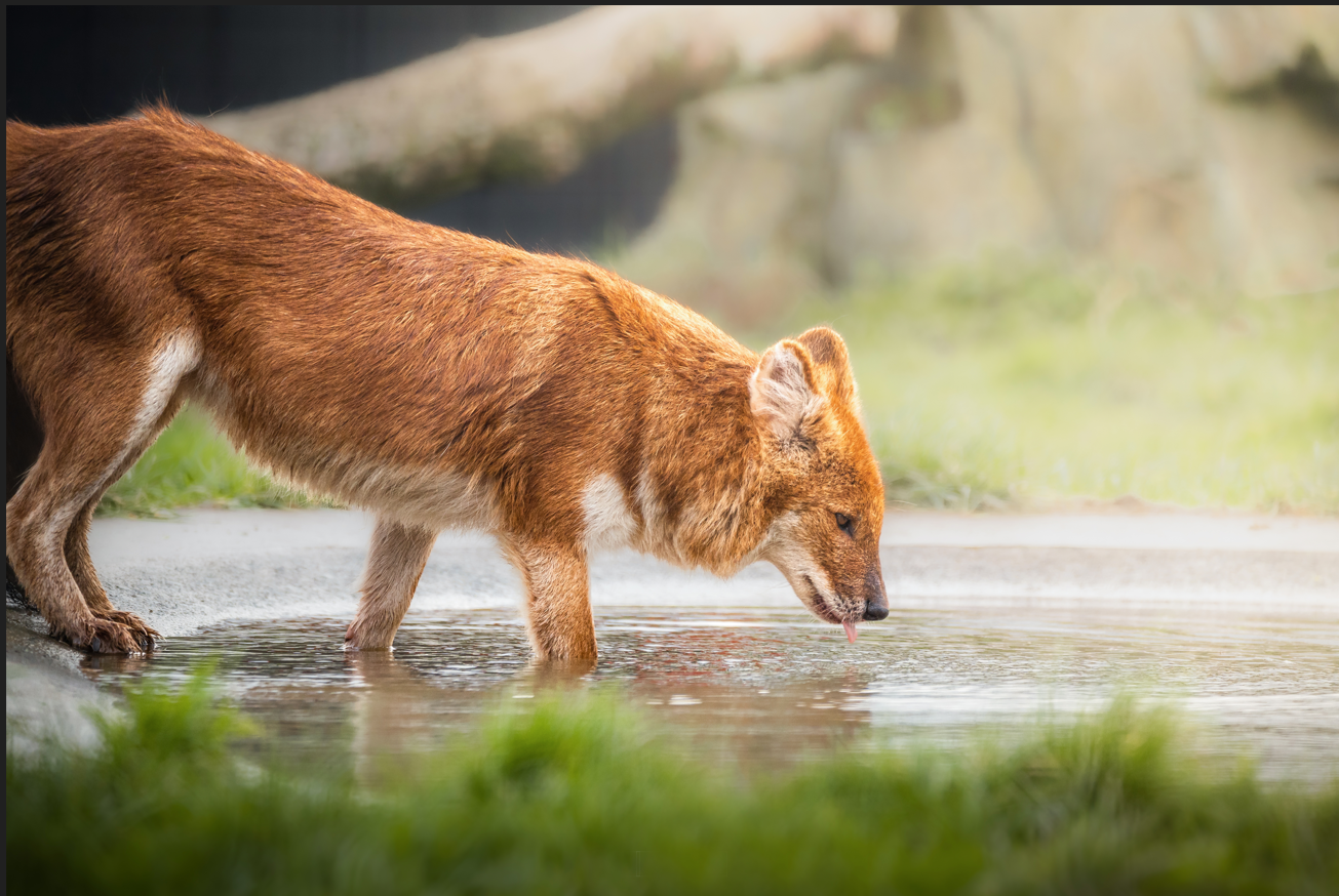 Dhole sipping water at Folly Farm by Megan Lee